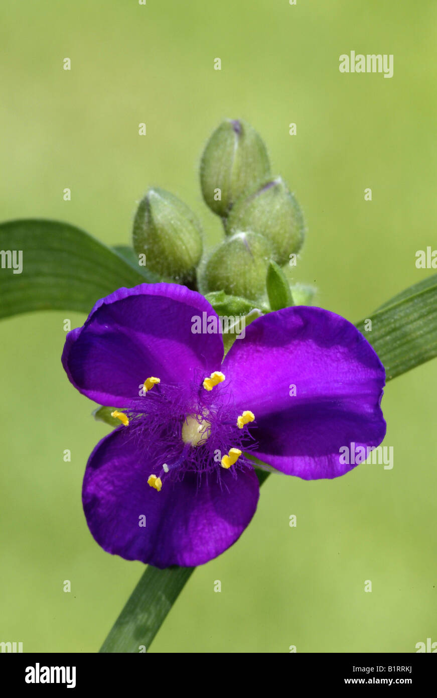 Hybrid Dreimasterblume (Tradescantia), Blüte Stockfoto