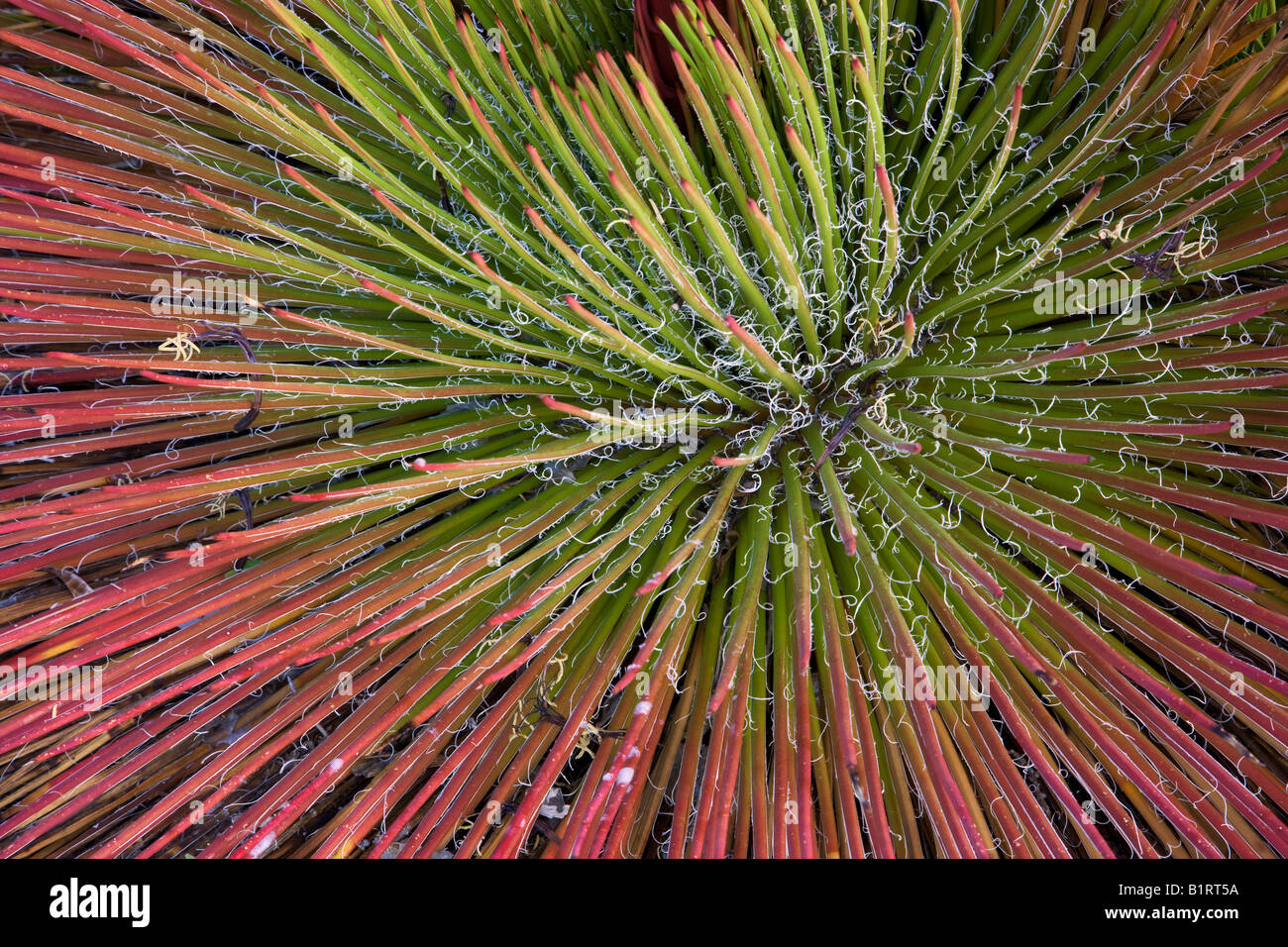 Coloful Anlage in der Nähe von Fountain Hills außerhalb von Phoenix Arizona Stockfoto