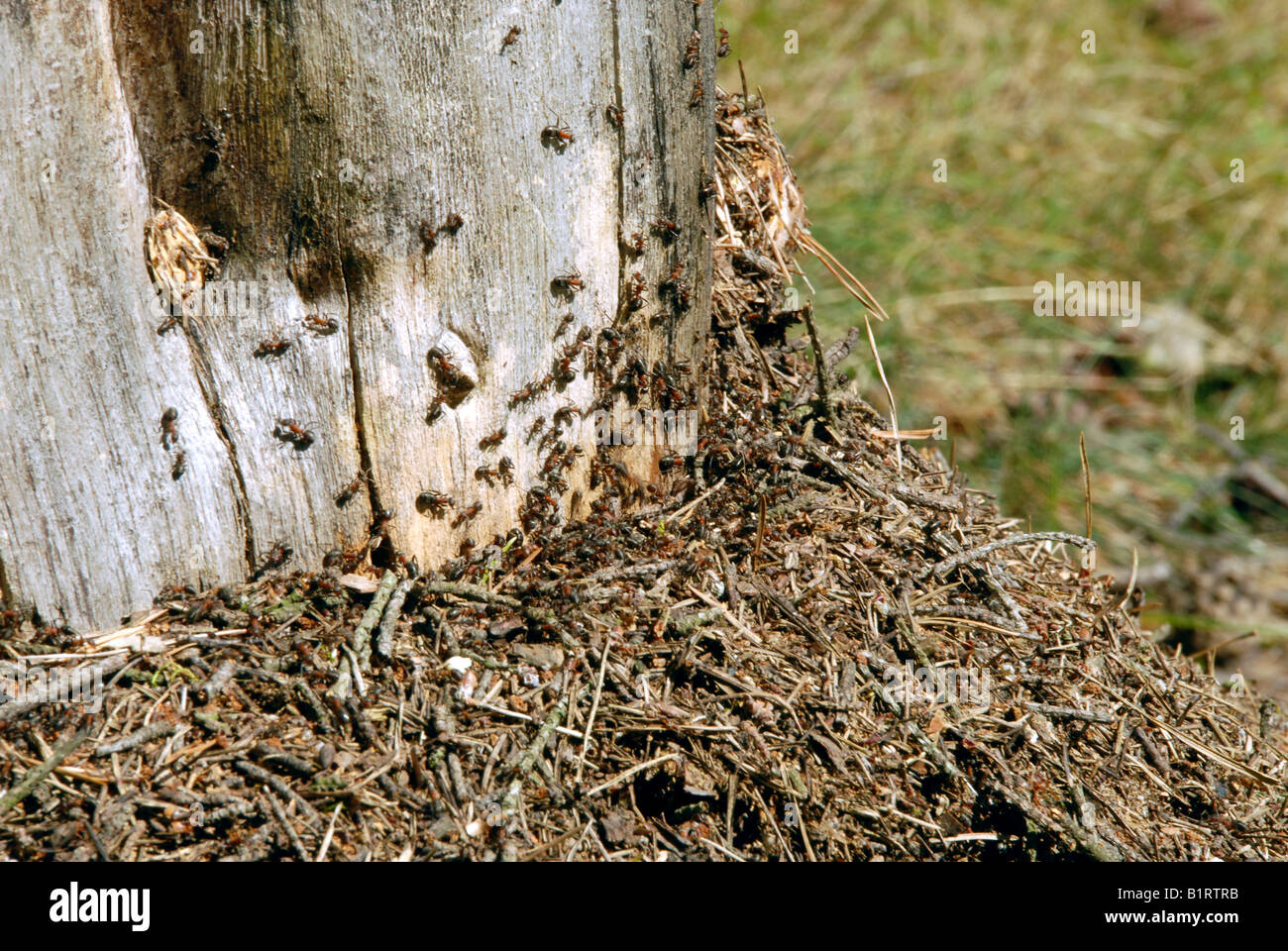 Ameisen Stockfoto