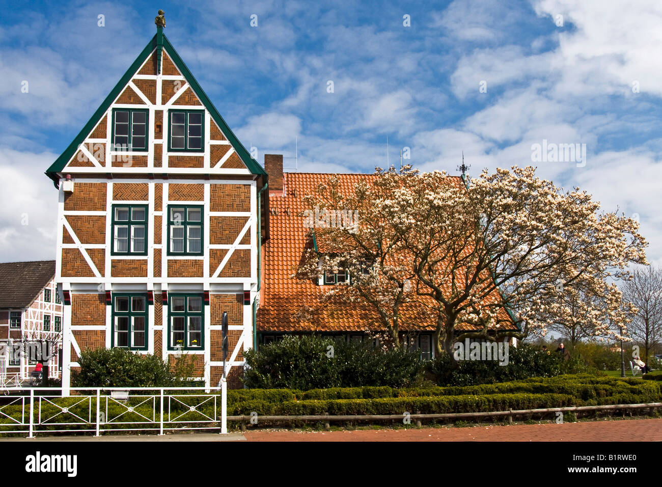 Historische Fachwerk, Fachwerk-Rathaus und blühenden Untertasse Magnolie (Magnolia × Soulangeana), Jork, Altes Land, Stockfoto