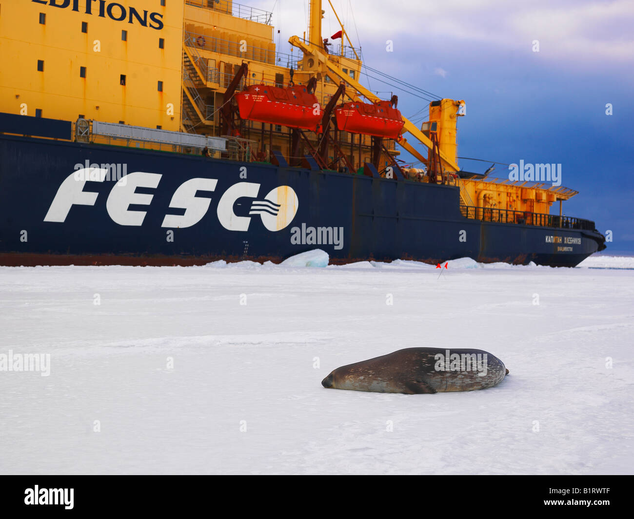 Weddell Seal (Leptonychotes Weddellii) auf dem Eis im McMurdo-Sund mit Eisbrecher Kapitan Khlebnikov hinten, Antarktis Stockfoto