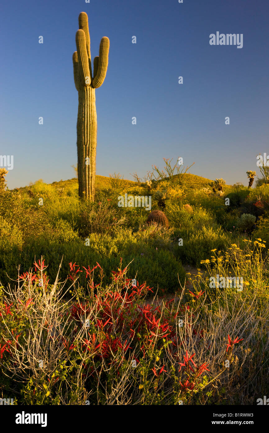 Wildblumen und Kaktus im McDowell Mountain Regional Park in der Nähe von Fountain Hills außerhalb von Phoenix Arizona Stockfoto
