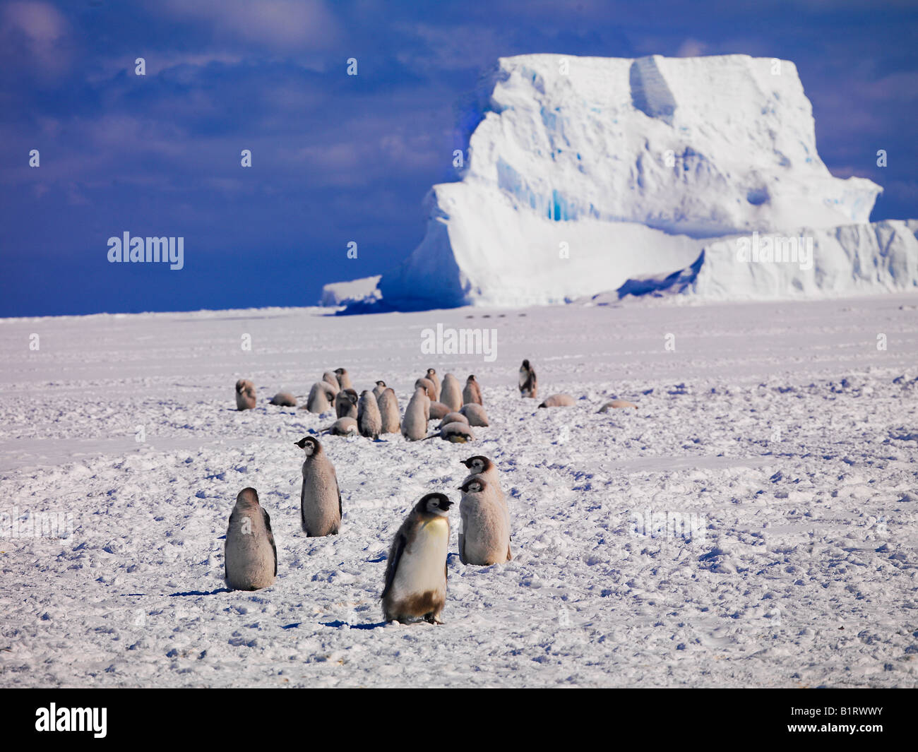 Kaiserpinguine (Aptenodytes Forsteri) mit Eisberg auf Rückseite, Cape Washington, Antarktis Stockfoto