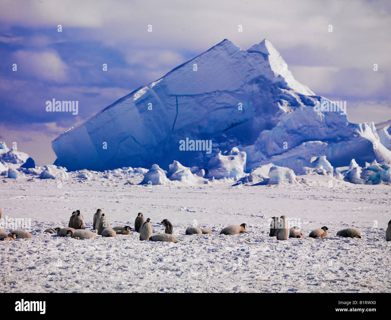 Kaiserpinguine (Aptenodytes Forsteri) mit Eisberg hinter Kap Washington, Antarktis Stockfoto