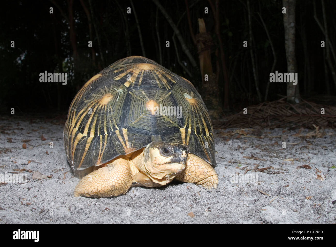 Abgestrahlte Schildkröte (Astrochelys Radiata), Madagaskar, Afrika Stockfoto