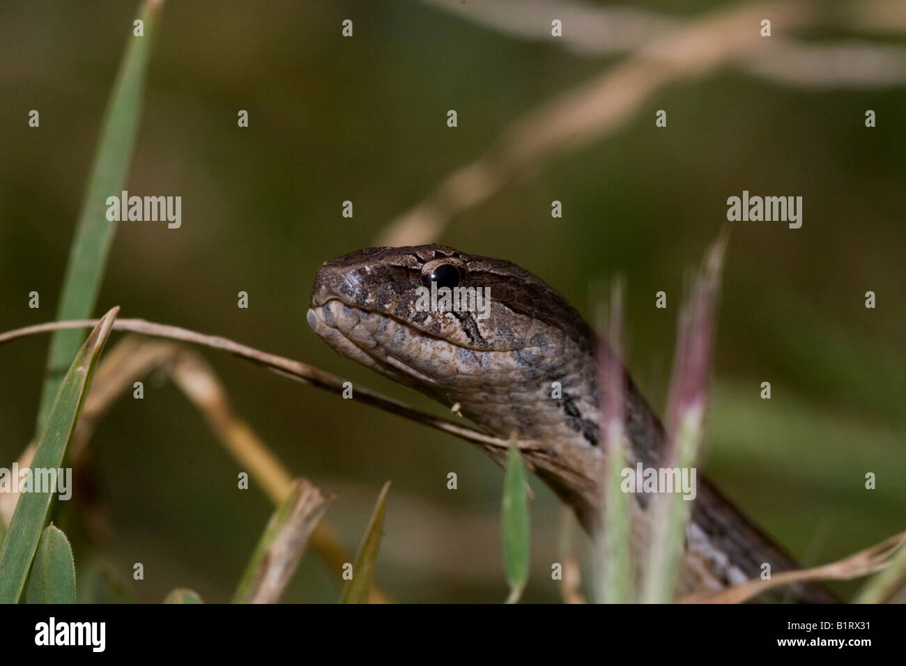 Mimophis Fotos und Bildmaterial in hoher Auflösung Alamy