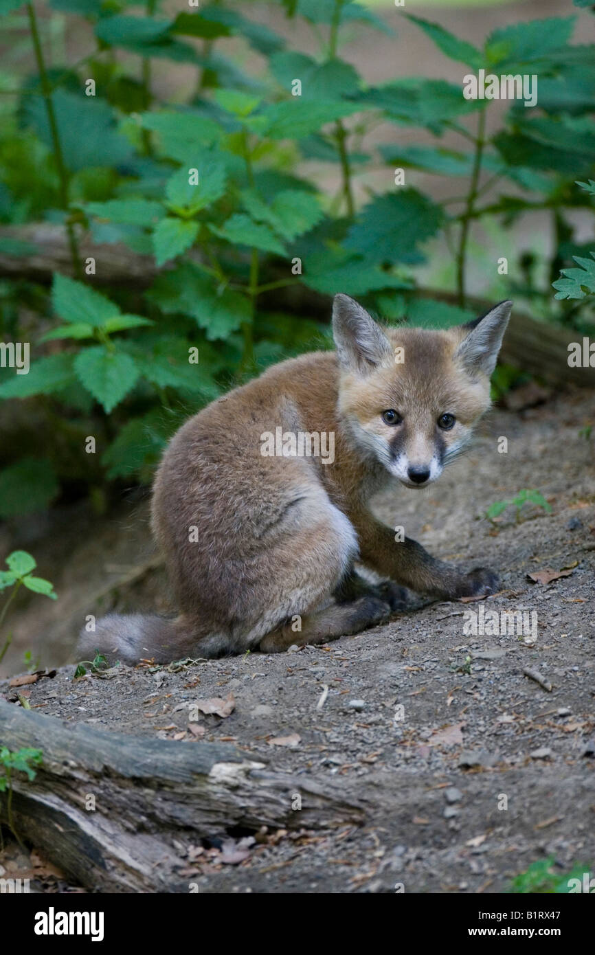 Red Fox Cub (Vulpes Vulpes), Vulkan Couvinian, Rheinland-Pfalz, Deutschland, Europa Stockfoto