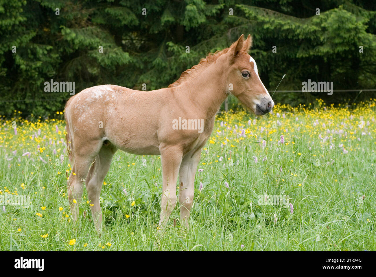 Fohlen von einem arabischen Haflinger Stute und Appaloosa Hengst, Vulkan Couvinian, Rheinland-Pfalz, Deutschland, Europa Stockfoto