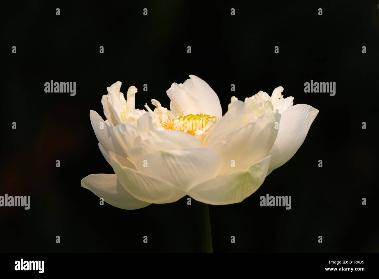 Tiger Lotus oder ägyptischen Weiße Seerose (Nymphaea Lotus) Stockfoto