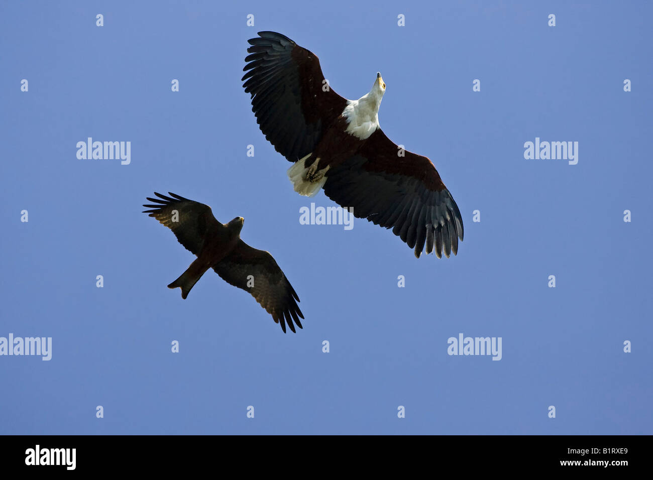African Fish Eagle (Haliaeetus Vocifer) angegriffen wird durch eine gelb-billed Kite (Milvus Aegyptius), Okavango-Fluss, Botswana, Af Stockfoto