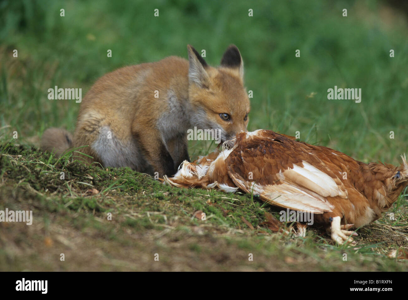 Rotfuchs (Vulpes Vulpes), junge Fütterung auf Huhn Stockfoto