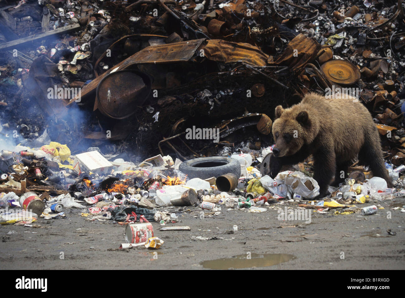 Grizzly Bär (Ursus Arctos Horribilis) in einer Mülltonne entleeren, Alaska, USA Stockfoto