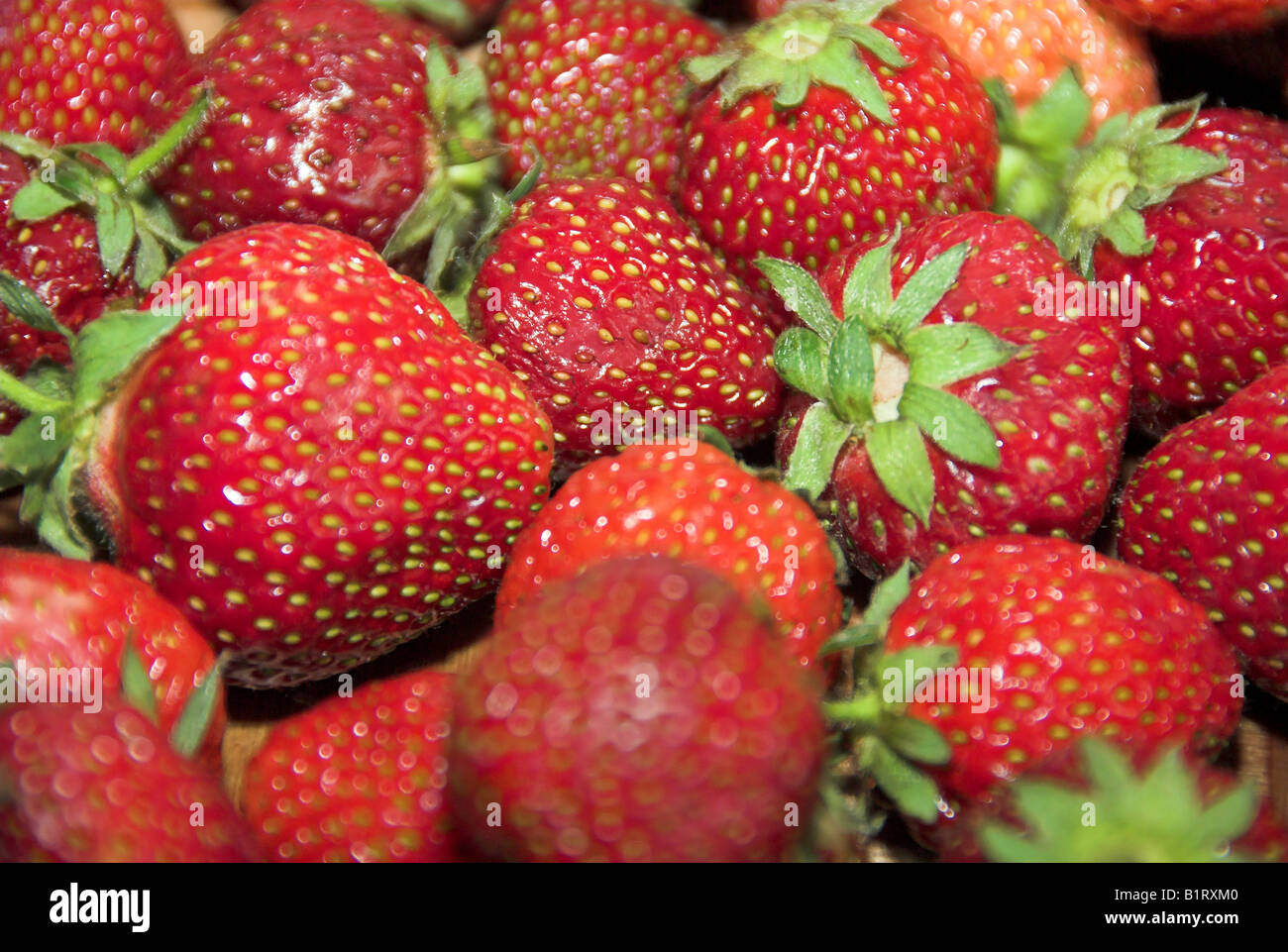 Nahaufnahme von Erdbeeren Stockfoto