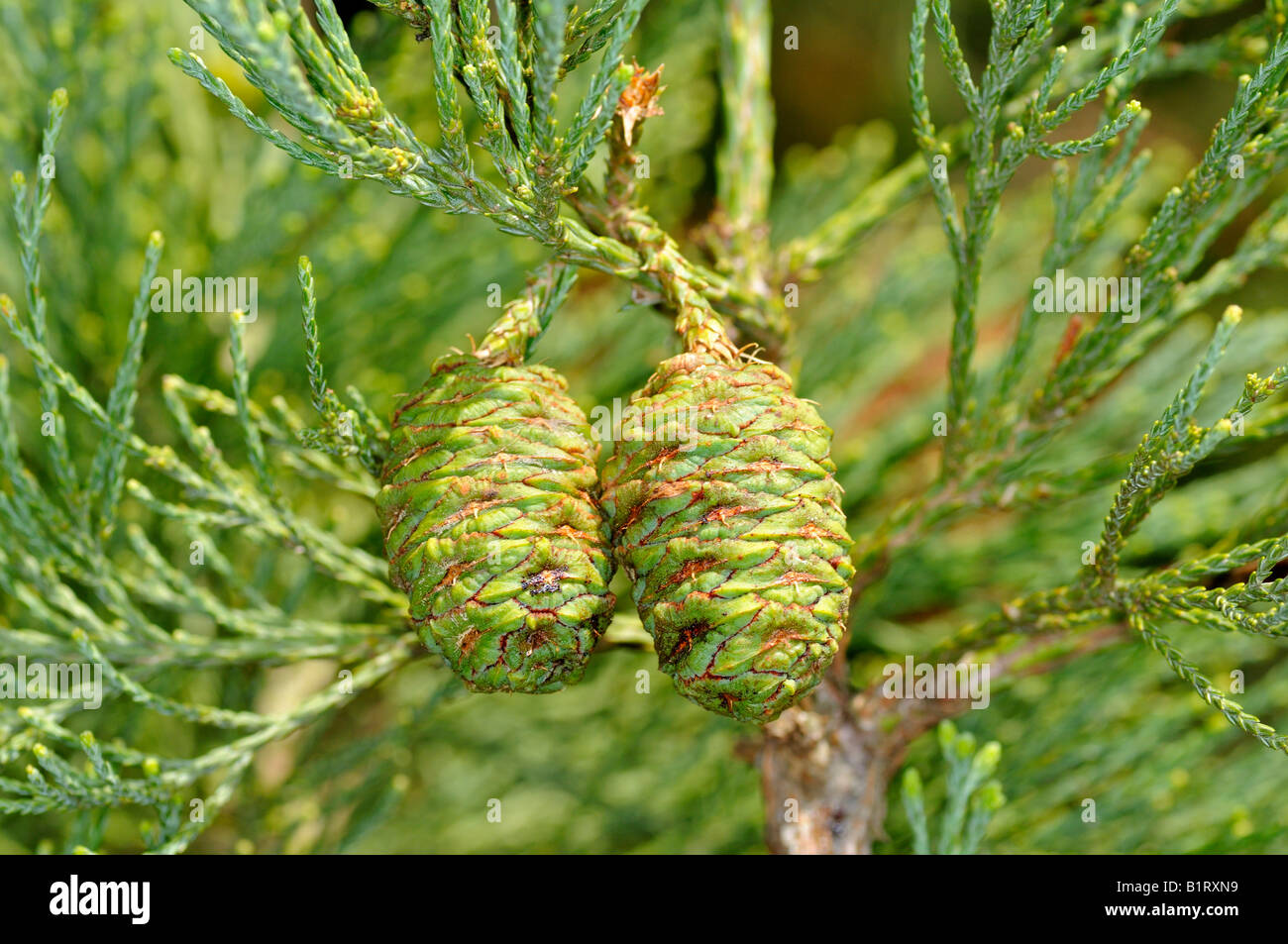 Riesenmammutbaum, Sierra Redwood oder Wellingtonia (Sequoiadendron Giganteum), Zapfen mit Nadeln Stockfoto