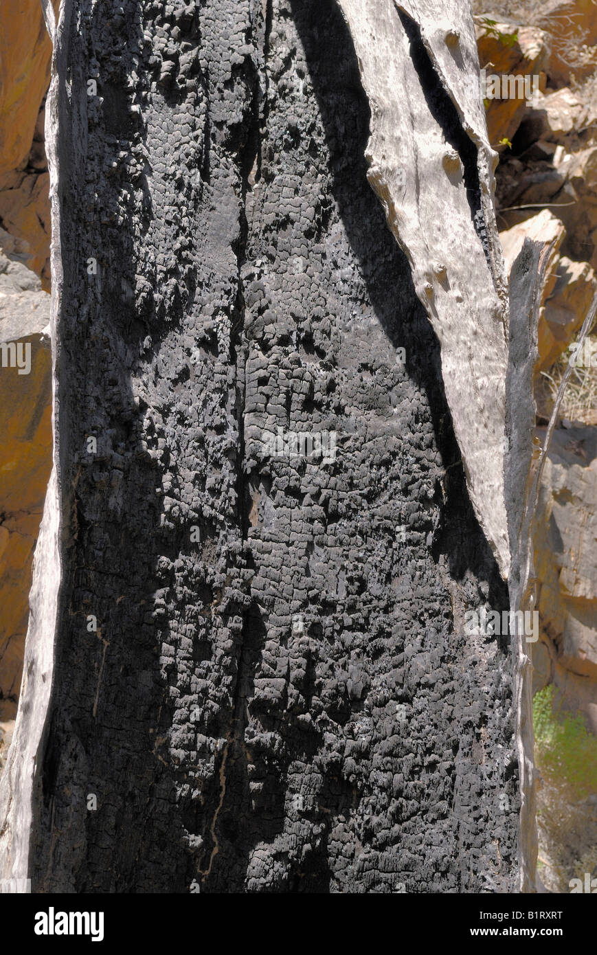 Brennen Sie Spuren auf dem Stamm einer Eukalyptus-Baum, West MacDonnell Ranges, Northern Territory, Australien Stockfoto