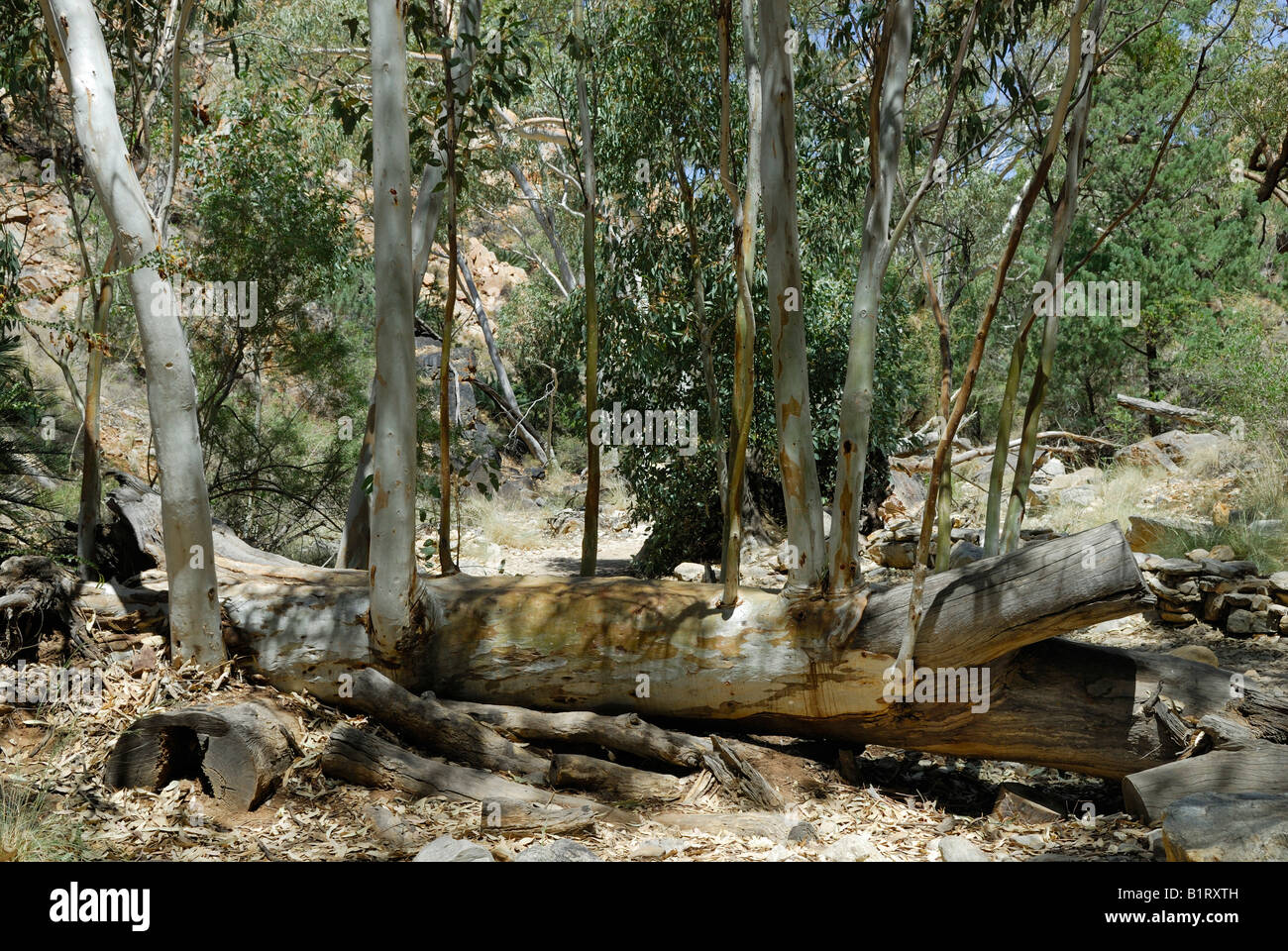 Gefällte Eukalyptus-Baum sprießen neue Glieder, Sandley Abgrund, West MacDonnell Ranges, Northern Territory, Australien Stockfoto