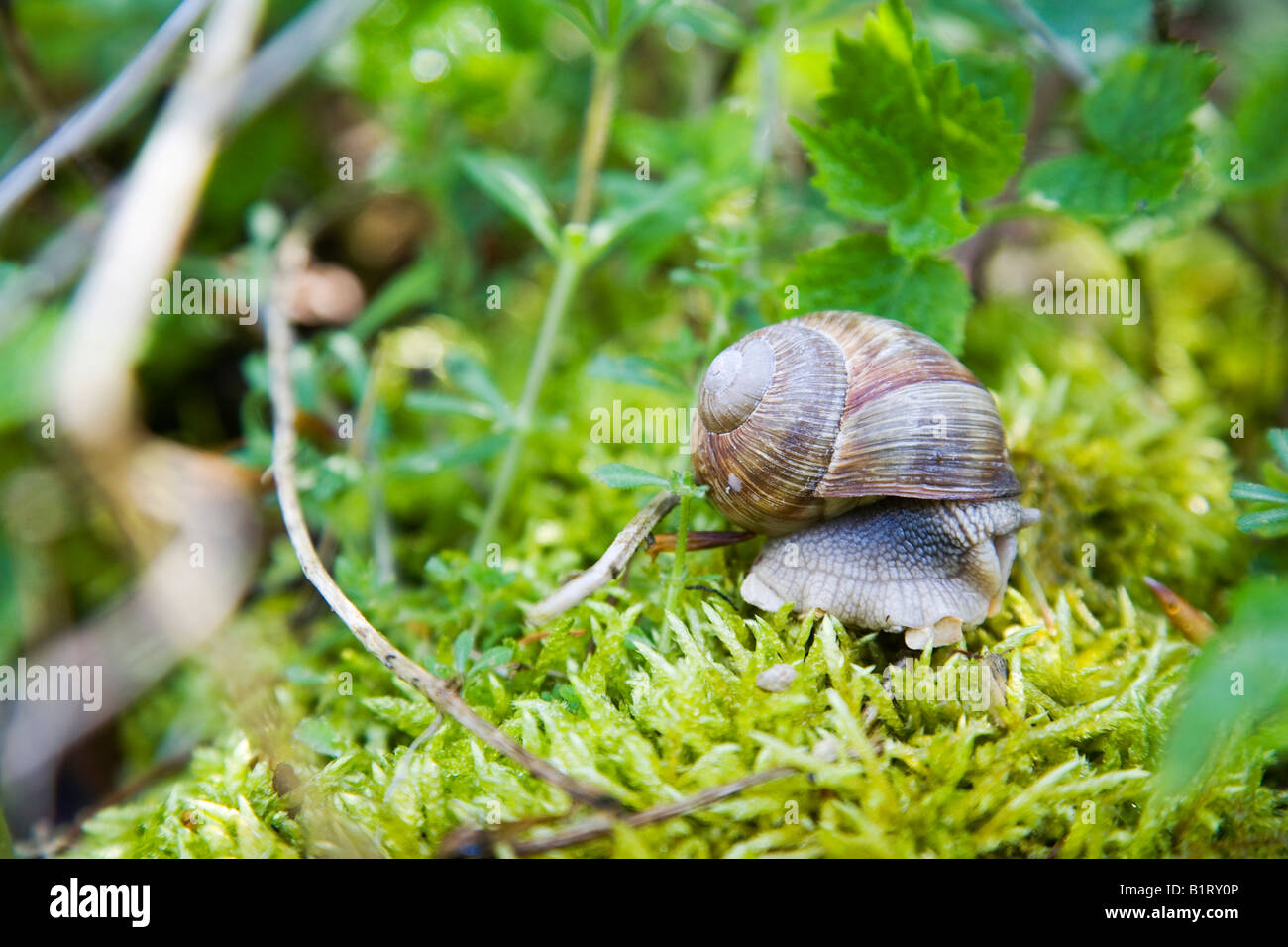 Burgunder Schnecken, Roman Snail (Helix Pomatia) auf Moos Stockfoto