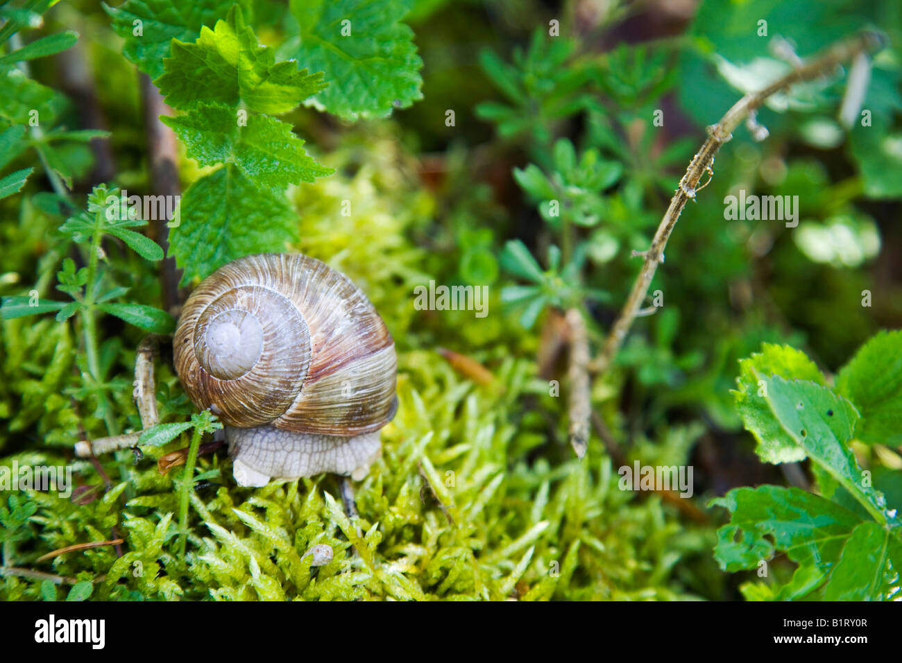 Burgunder Schnecken, Roman Snail (Helix Pomatia) auf Moos Stockfoto