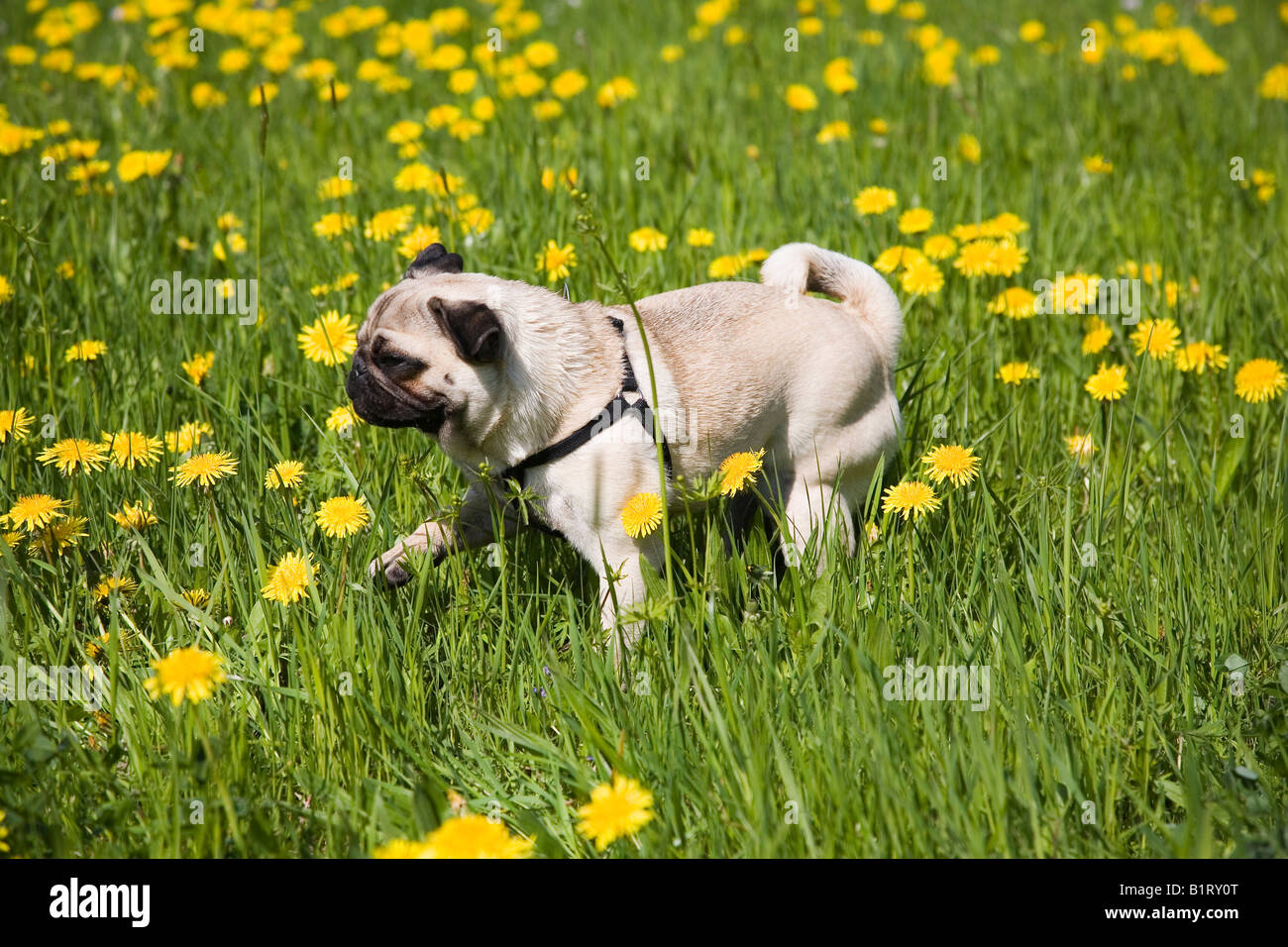 Mops Welpen, Wiese, Löwenzahn, Wandern Stockfotografie Alamy