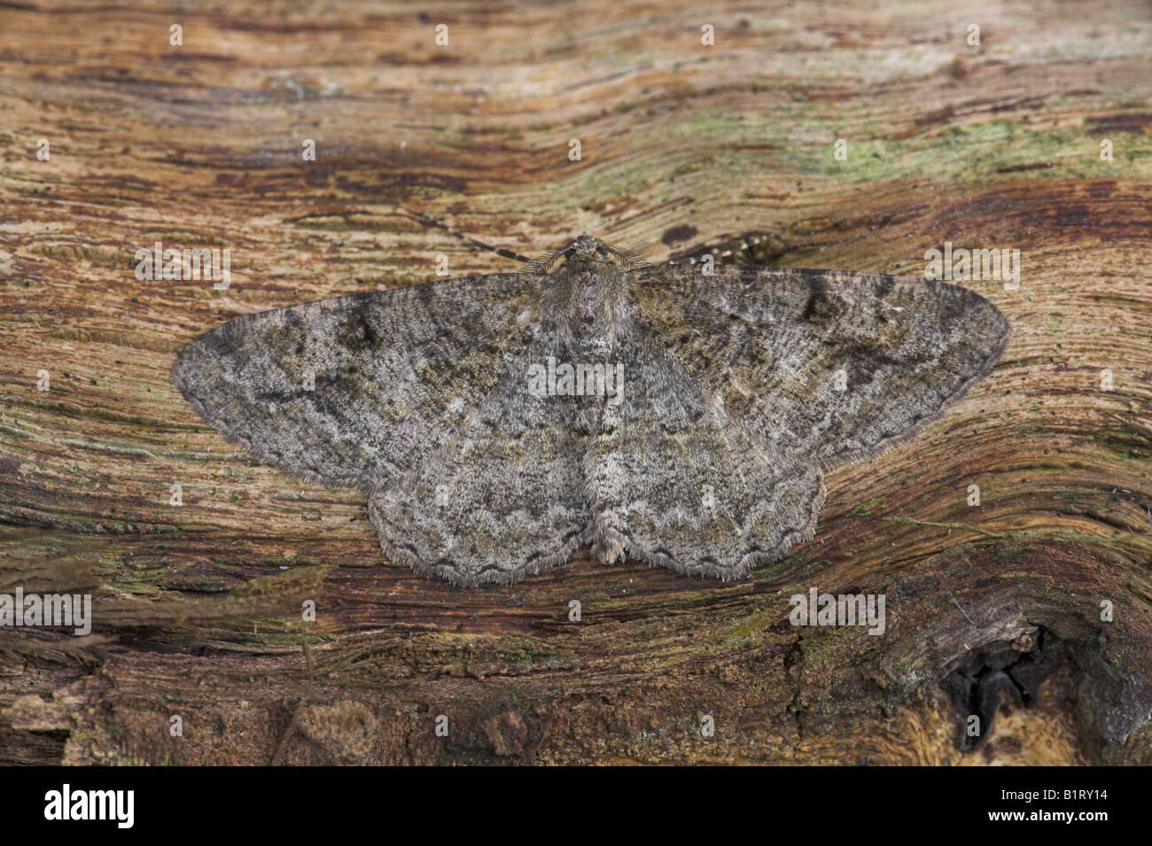 Willow Schönheit Peribatodes Rhomboidaria ruht auf toten Baumstamm in Weston-Super-Mare, Somerset im Juni. Stockfoto