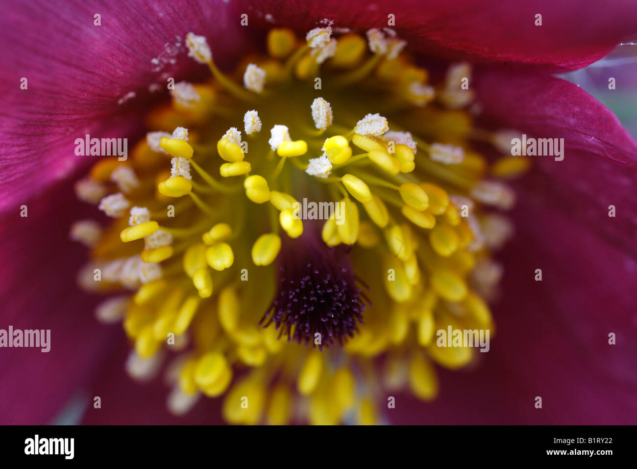 Kuhschelle (Pulsatilla Vulgaris), Geretsried, Bayern, Deutschland, Europa Stockfoto