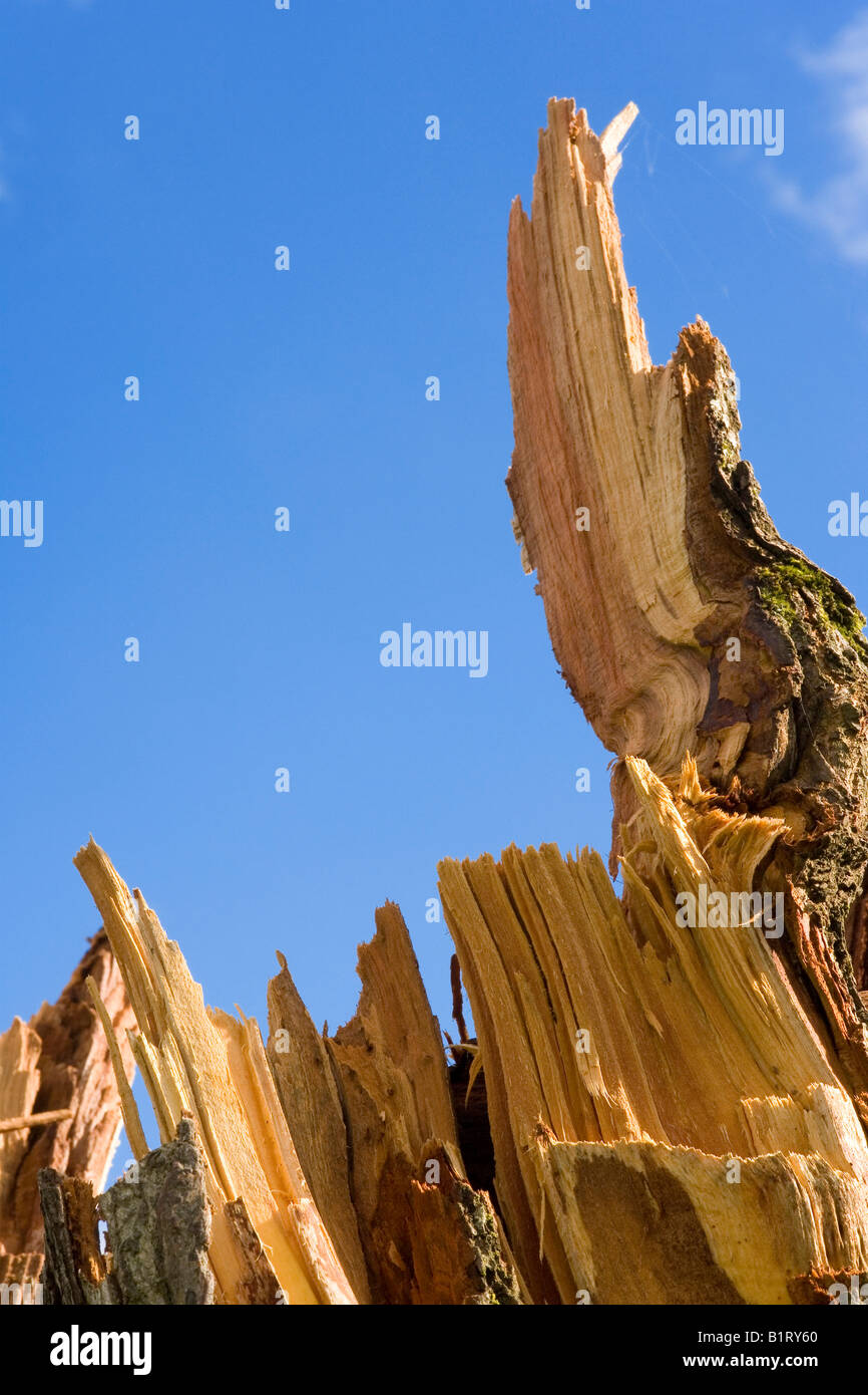 Detail, Sturm beschädigt Pflaumenbaum (Prunus Domestica) Stockfoto