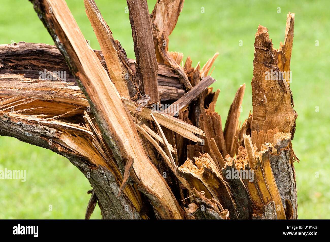 Sturm beschädigt Pflaumenbaum (Prunus Domestica) Stockfoto
