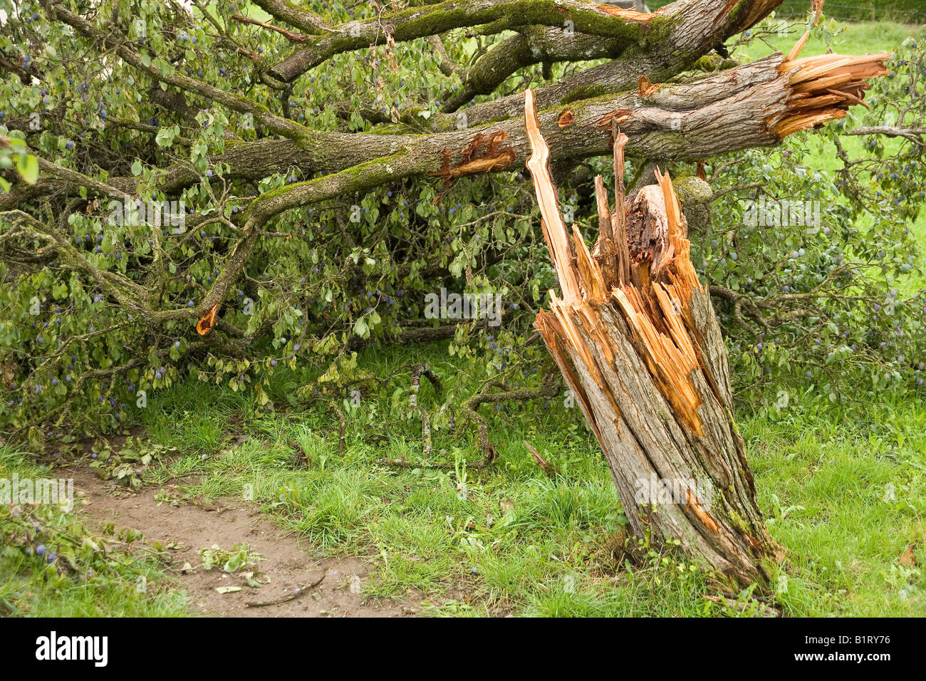Sturm beschädigt Pflaumenbaum (Prunus Domestica), Sinn Bezirk, Kanton Freiburg, Schweiz, Europa Stockfoto