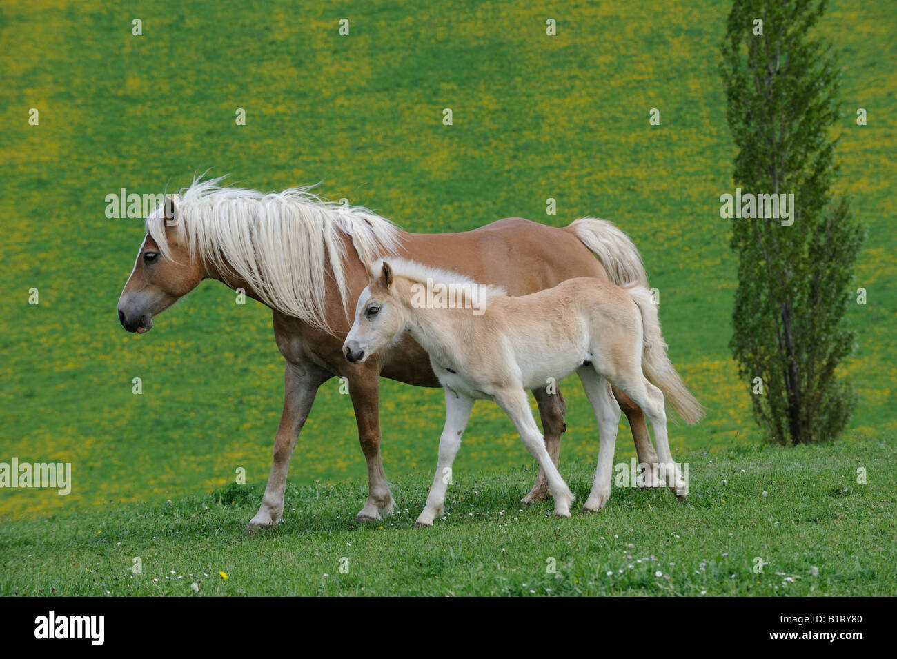 Haflinger (Equus Caballus) Stute und Fohlen Stockfoto