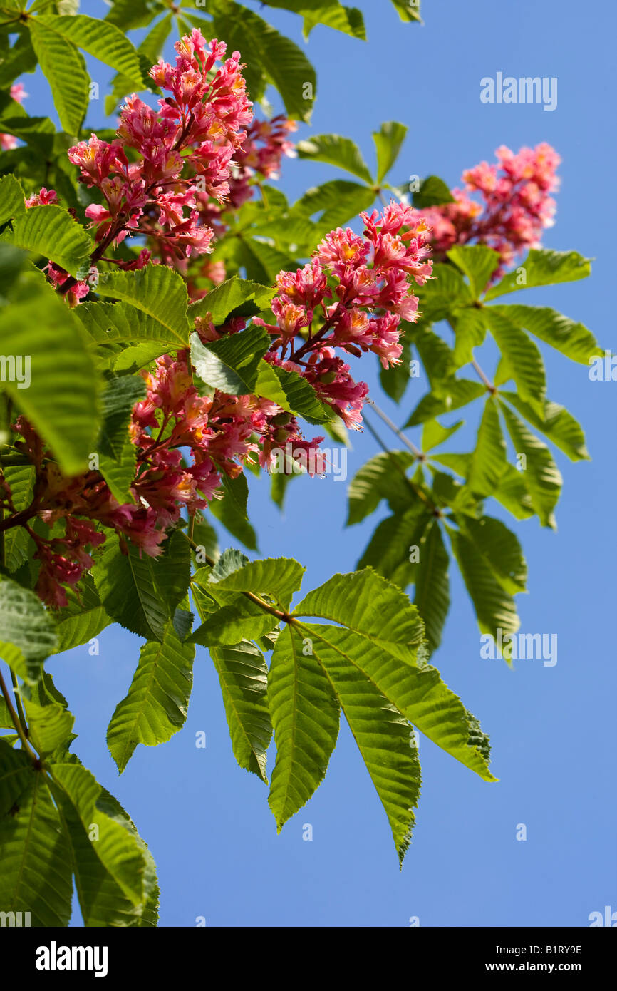 Blühende rote Rosskastanie, Rosskastanie (Aesculus Carnea), Deutschland, Europa Stockfoto