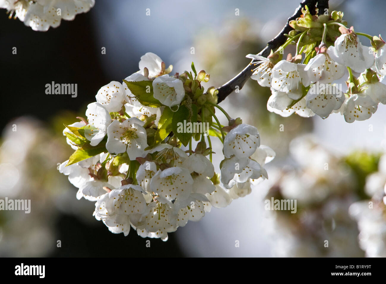 Weißen Kirschblüten (Cerasus), Frankfurt, Hessen, Deutschland, Europa