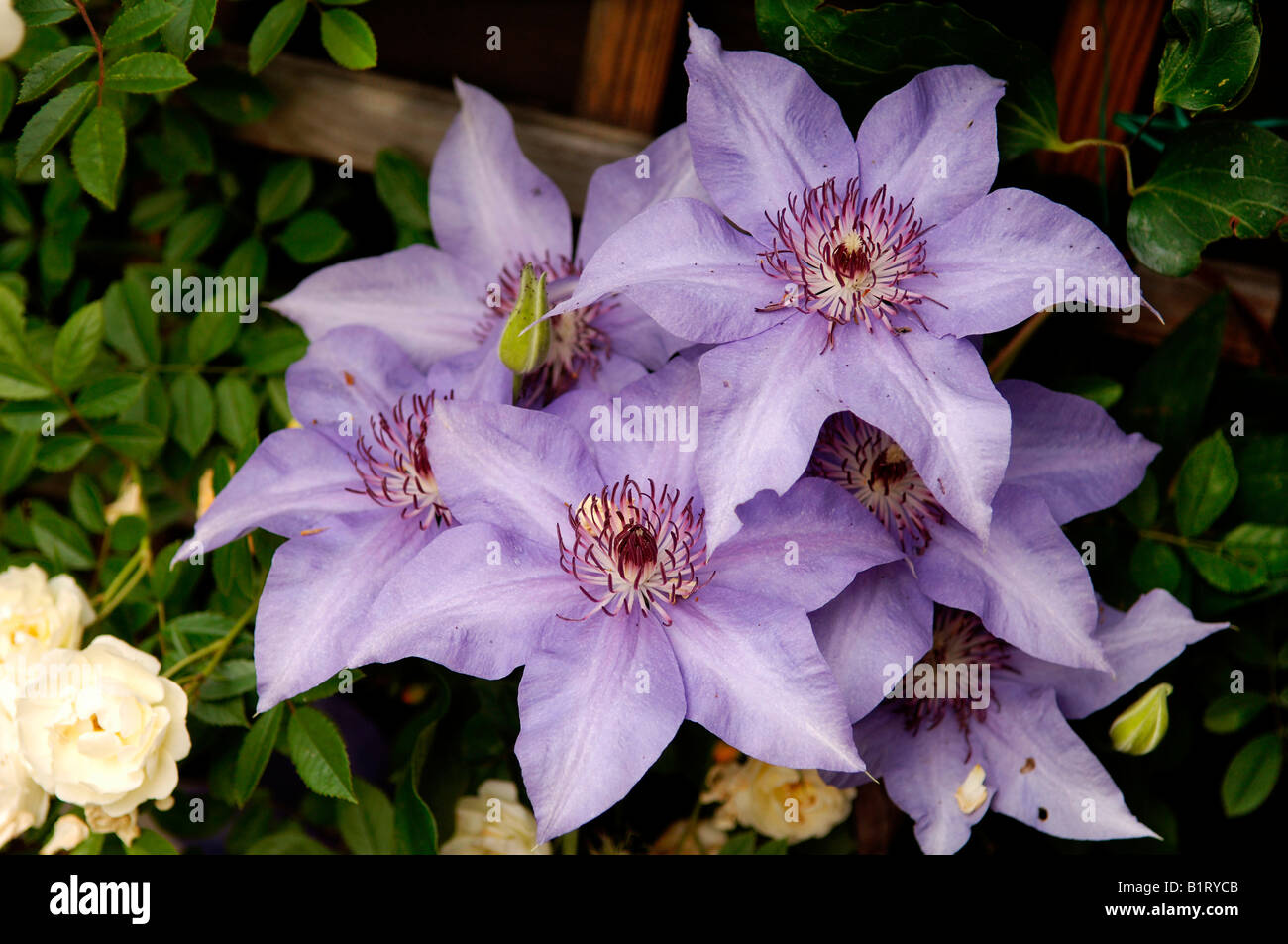 Waldrebe (Clematis) Blumen Stockfoto