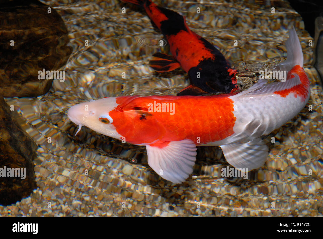 Koi-Karpfen (Cyprinus Carpio), domestiziert Vielzahl von der Karpfen Stockfoto