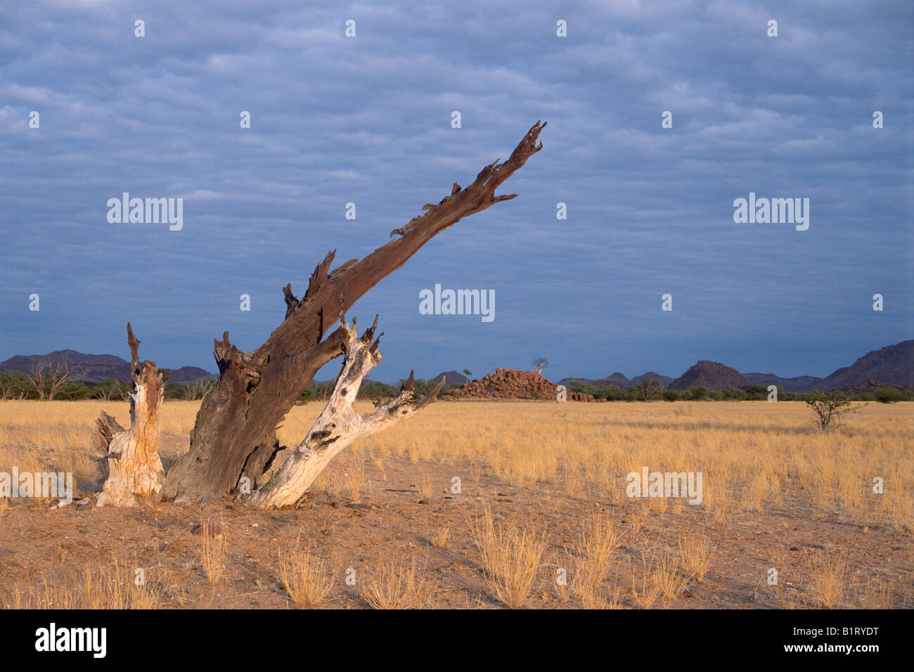 Toter Baum in Damaraland, Namibia, Afrika Stockfoto