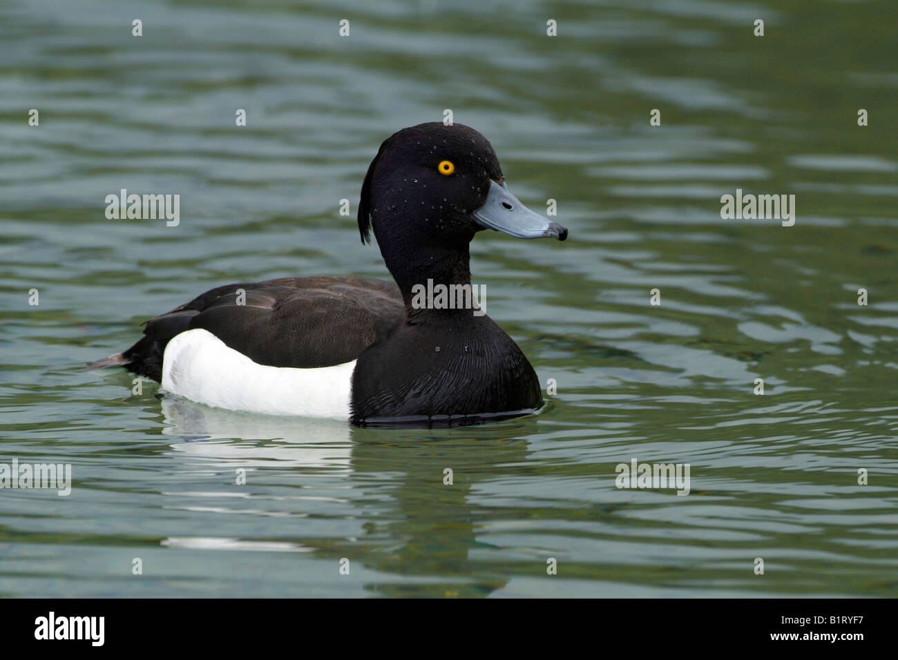 Männliche Reiherenten (Aythya Fuligula), Pillersee See, Tirol, Österreich, Europa Stockfoto