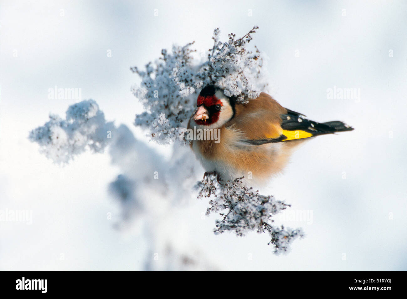 Europäische Stieglitz (Zuchtjahr Zuchtjahr), Zillertal Valley, Tirol, Österreich, Europa Stockfoto