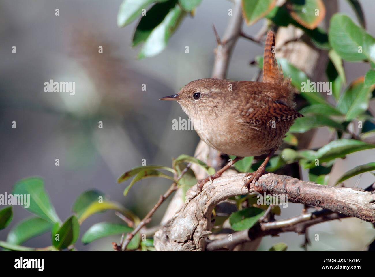 Winter Wren, nördlichen Zaunkönig (Troglodytes Troglodytes) thront auf einem Zweig, Schwaz, Tirol, Austria, Europe Stockfoto