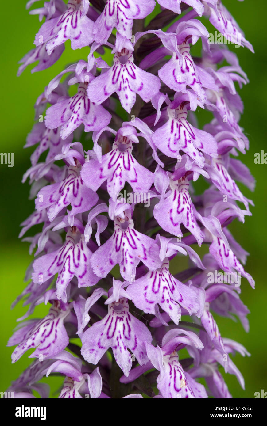 Gemeinsamen entdeckt Orchidee (Dactylorhiza Fuchsii), See Tristachersee, Lienz, Ost-Tirol, Österreich, Europa Stockfoto