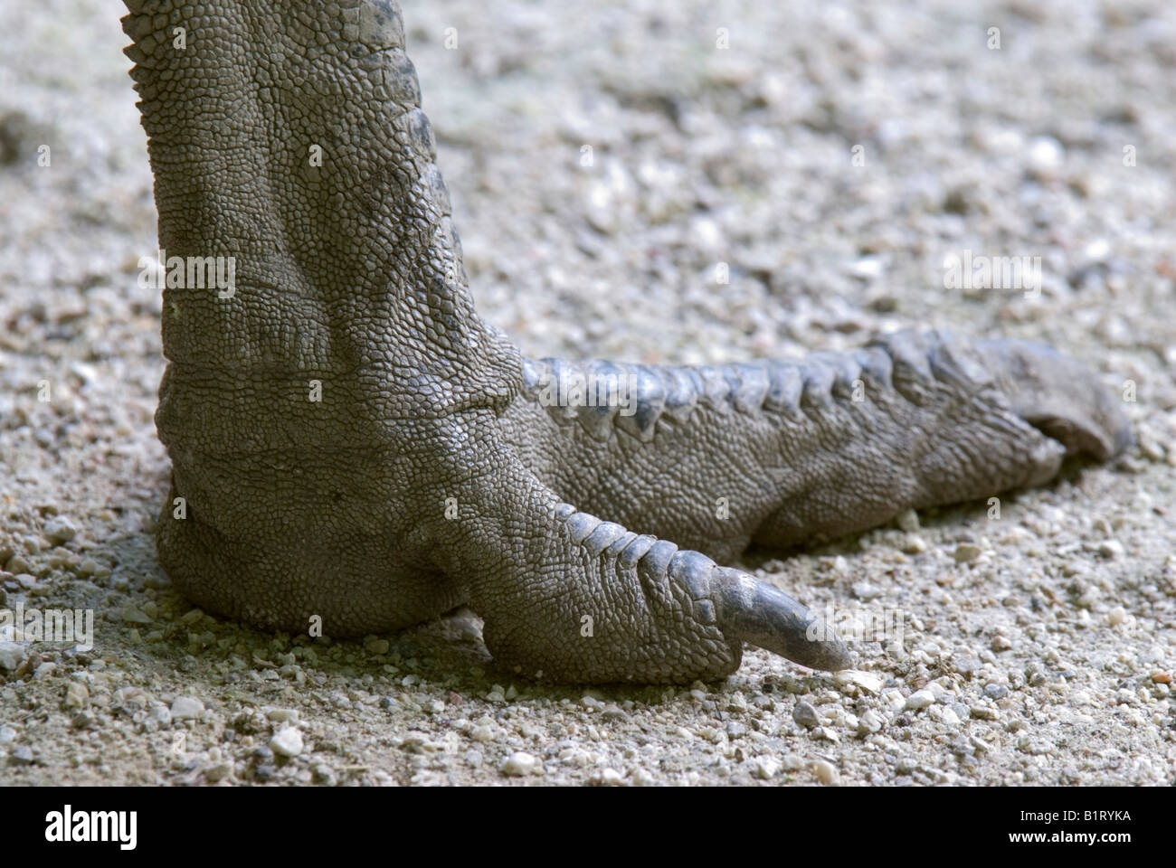 Fuß eines Emu (Dromaius Novaehollandiae), Zoo Salzburg, Österreich, Europa Stockfoto