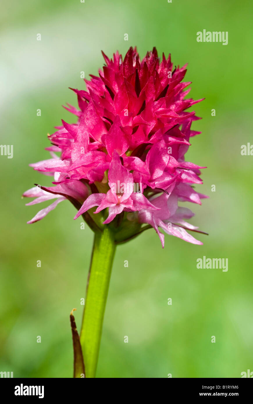 Vanille-Orchidee rot oder rosig Vanille-Orchidee (Kohlröschen Rubra), Enger-Grund, Karwendel-Bereich, Tirol, Austria, Europe Stockfoto