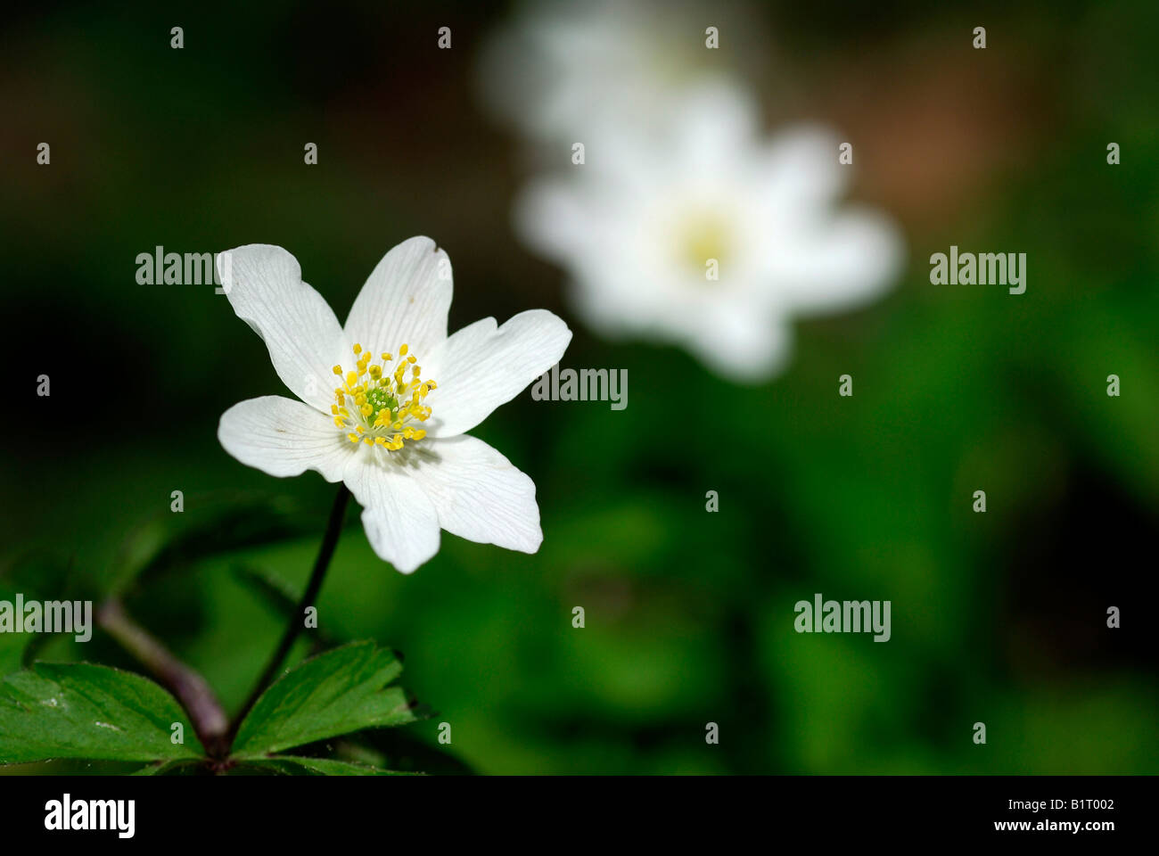 Buschwindröschen, Windflower, Europäische Veilchenart (Anemone Nemerosa) in Mindelheim, Bayern, Deutschland, Europa Stockfoto