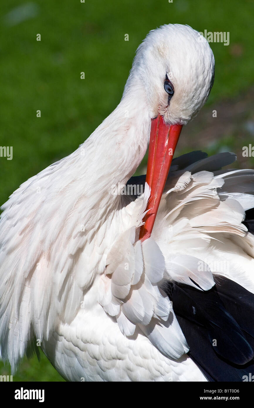 Weißstorch (Ciconia Ciconia) Reinigung sein Gefieder Stockfoto
