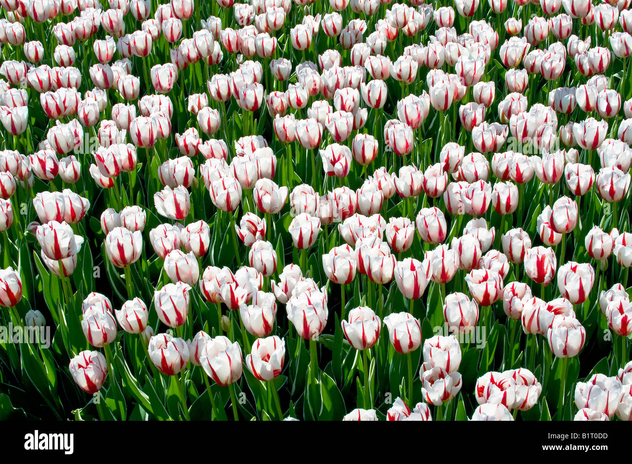 Weiße Tulpen (Tulpen), Ice Follies Sorte, Vielzahl Stockfoto