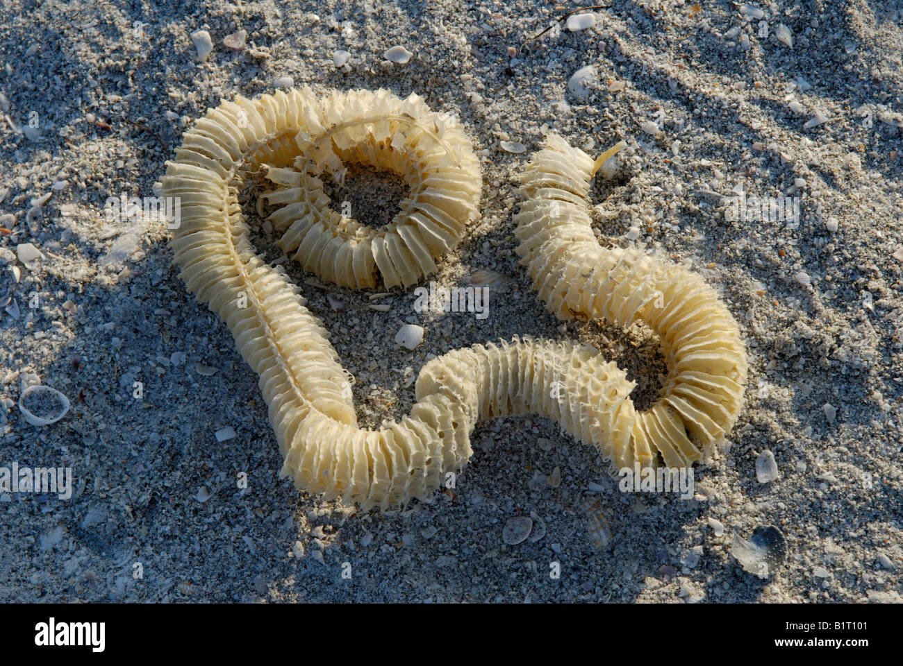 Eikästen von einem Blitz Wellhornschnecke Busycon contrarium Stockfoto