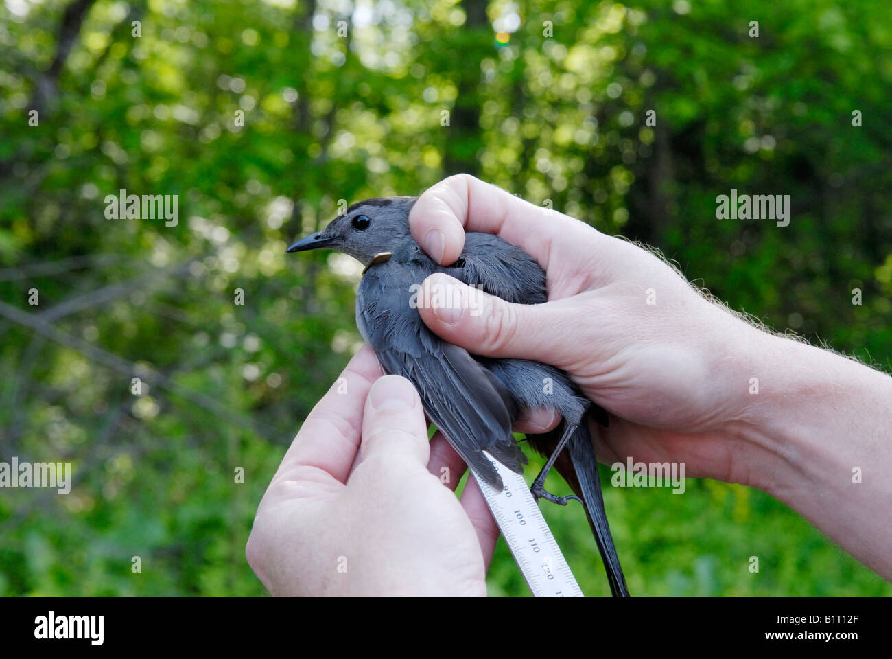 Biologe, die Messung einer erbeuteten Bird bis Streifenbildung und loslassen Stockfoto