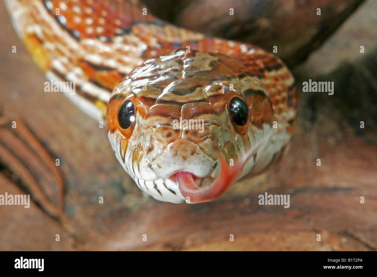 Kornnatter - Porträt / Pantherophis Guttatus Stockfoto