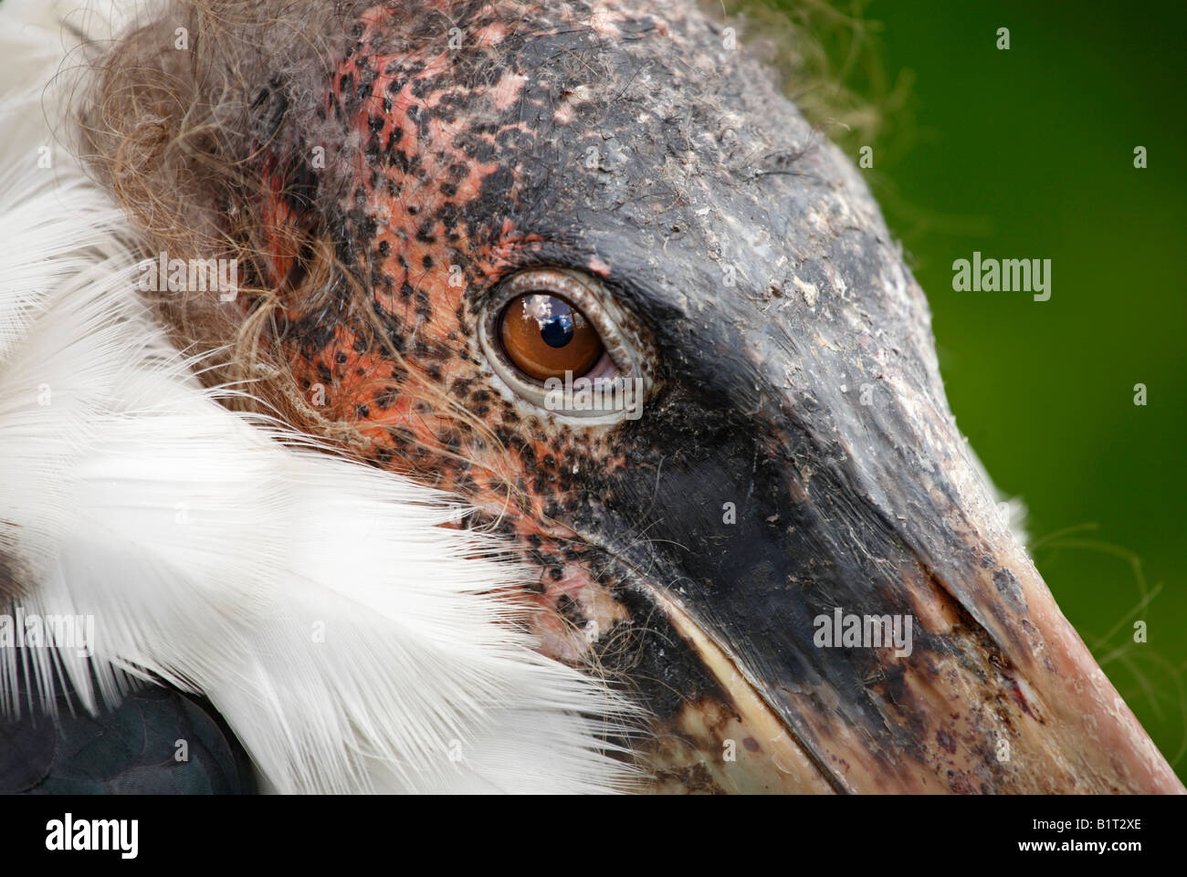 Auge, Kopf und Schnabel ein Marabou Storch. Stockfoto