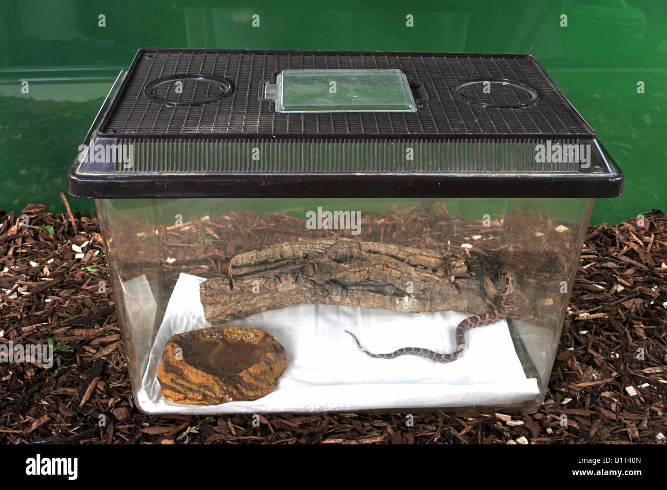 Kornnatter im Terrarium für Quarantäne / Pantherophis Guttatus