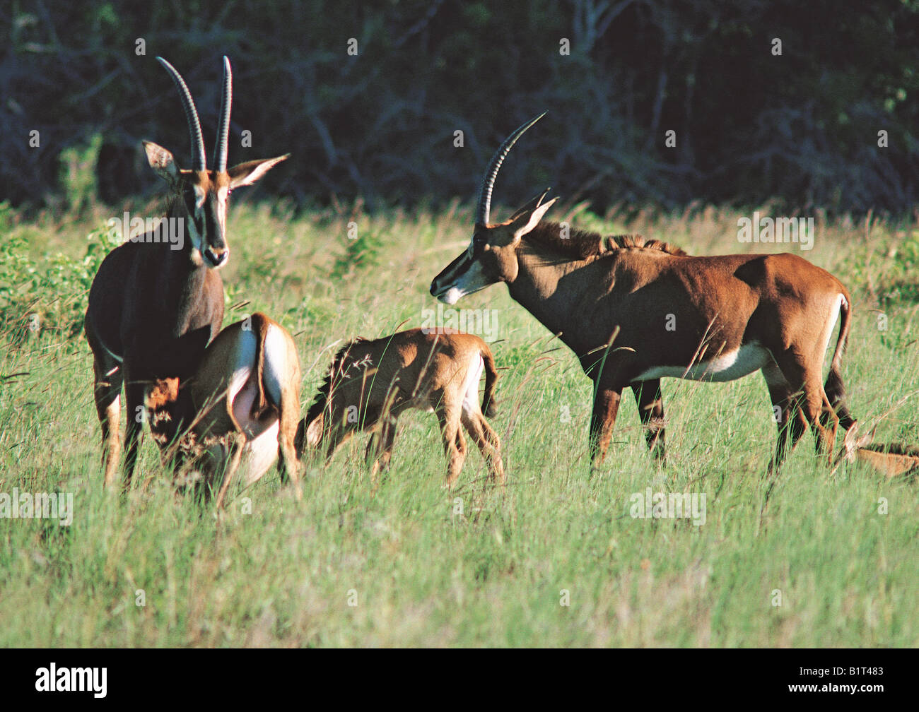 Weibliche Rappenantilope und Kälber Shimba Hills Forest Kenia in Ostafrika Stockfoto