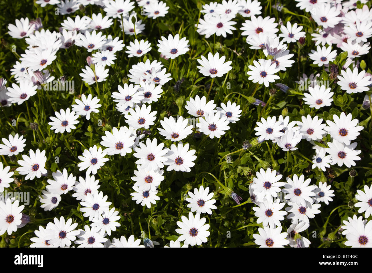 Garten Gänseblümchen, Schottland, UK Stockfoto